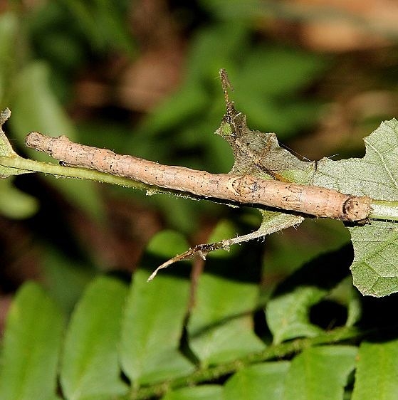 6987 Variable Antepione Moth Caterpillar on Woodland Joe-pye Burr Oak Cove Wayne Natl Forest Oh 8-4-18
