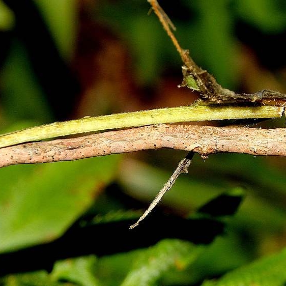 6987 Variable Antepione Moth Caterpillar on Woodland Joe-pye Burr Oak Cove Wayne Natl Forest Oh 8-4-18 (13)_opt
