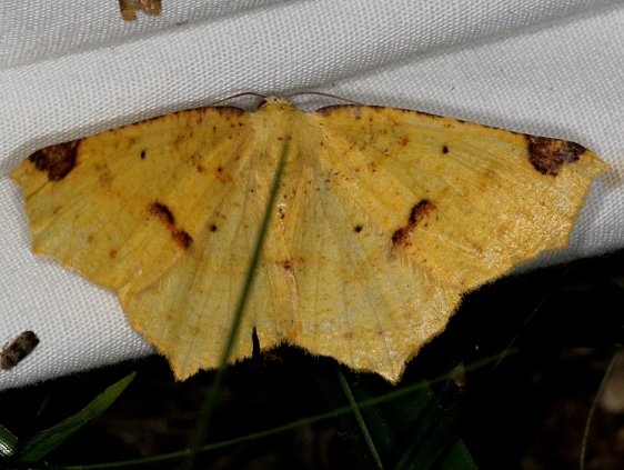 6987 Variable Antepione Moth Copperhead firetower Shawnee St Pk 8-6-16 (97a)_opt (1)