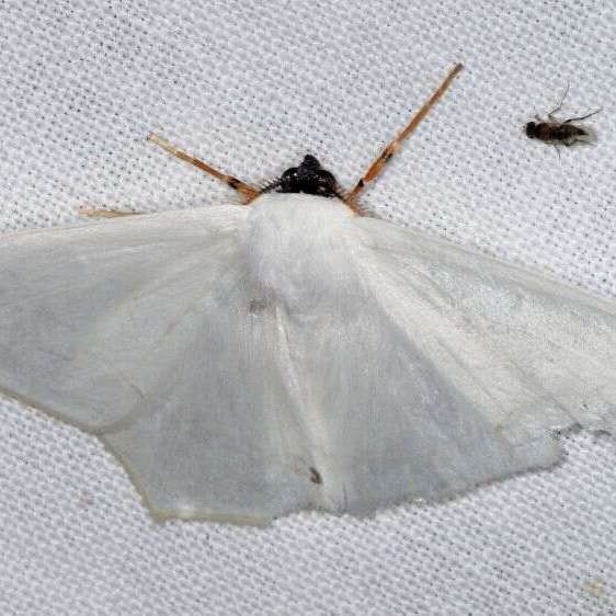 6994-Sericoptera-virginaria-BG-Tomoka-St-Pk-Fl-3-25-25