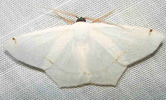 6994 Sericoptera virginaria Rowdy Bend Trail Everglades 3-3-12