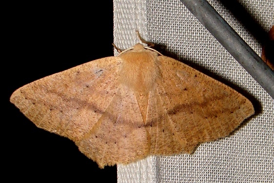 6995-Sabulodes-aegrotata-Anitas-yard Calf 8-23-11