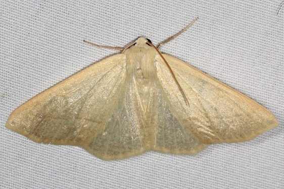 6997 Sabulodes sericeata Fool Hollow Lake St Pk Ariiz 5-23-17 (105)_opt