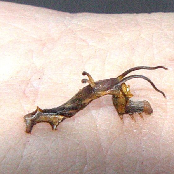 7010 Filament Bearer caterpillar-Nematocampa-resistaria-on-live-oak-Cypress-Glenn-Withalacoochee-St-Forest-3-22-23