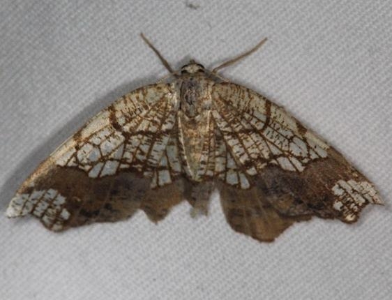 7010 Horned Spanworm Moth Lake of the Woods Ontario 7-19-16 (19a)_opt