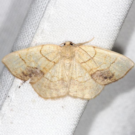 7010 Horned Spanworm Moth yard 6-2-13