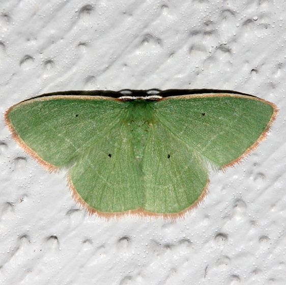 7028 Nemoria extremaria Kissimmee Prairie St Pk 3-11-13