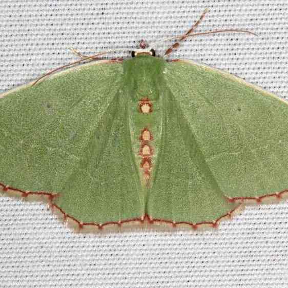 7031 Nemoria catachloa BG Paynes Prairie Fl 3-17-21