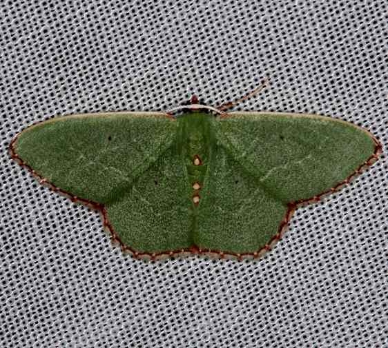 7031 Nemoria catachloa Kissimmee Prairie St Pk 2-14-14