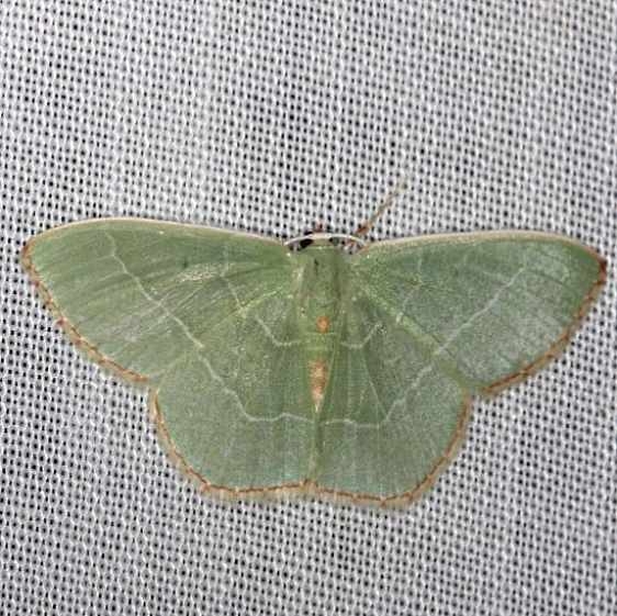 7033 Red-bordered Emerald yard 7-23-13 (1)_opt