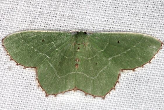 7034 Nemoria saturiba BG-cabin210-Natual Bridge St Pk KY 5-25-22