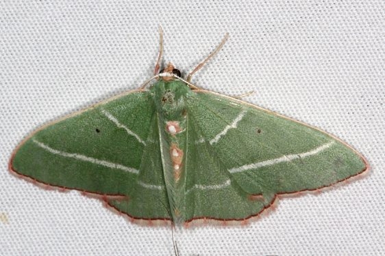 7037 Nemoria obliqua Bluewater Lake St Pk New Mexico 5-21-17(4)_opt