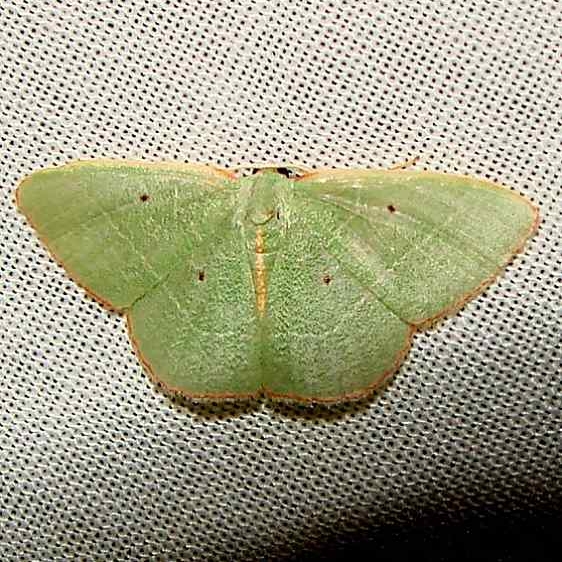 7045 White-barred Emerald Kissimmee Lake St Pk 2-23-12