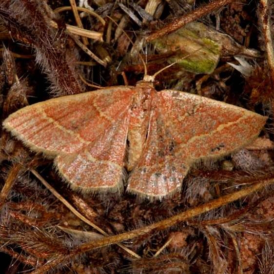 7046 Red-fringed Emerald BG White House campground Grand Staircase Escalnte Utah 5-25-17 (66)