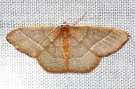 7046 Red-fringed Emerald Moth Carter Cave St Pk Ky 4-23-13
