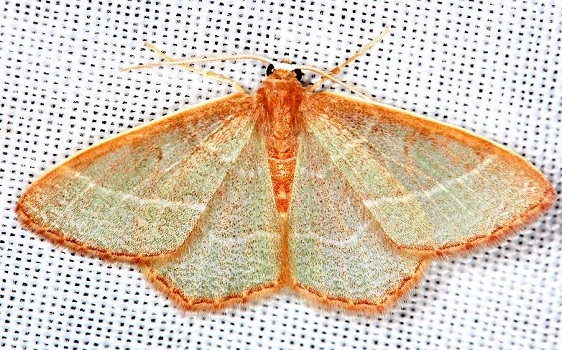 7046 Red-fringed Emerald Moth Carter Cave St Pk Ky 4-23-13
