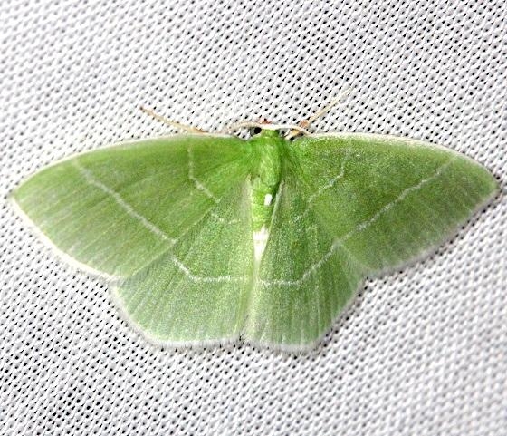 7047 Red fronted Emerald Moth Thunder Lake Mich 6-21-13
