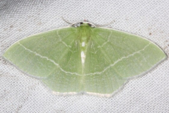 7048 White-fringed Emerald-cabin12 Shawnee St Pk 5-16-22