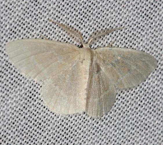 7048 White-fringed Emerald yard 5-14-13