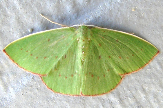 7051 Phrudocentra centrifugaria-Rodman Campground Fl 3-16-10
