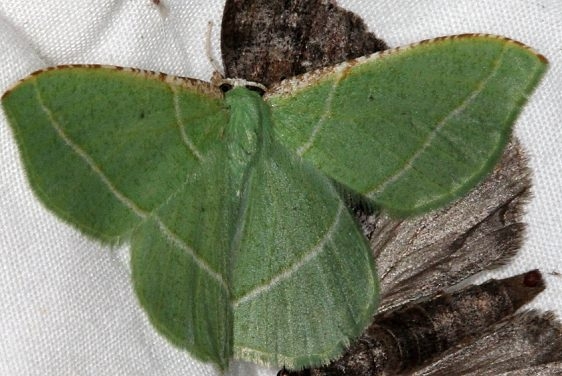 7056 Dichorda rectaria Fool Hollow Lake St Pk Ariiz 5-23-17 (63)_opt