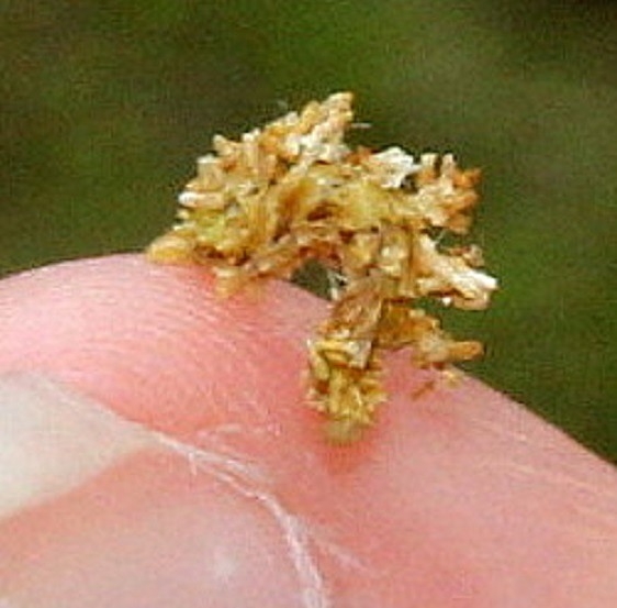 7058 Camouflaged Looper Wavy-lined Emerald Shawnee St Forest Bridal Trail 5 6-13-15