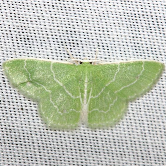 7058 Wavy-lined Emerald yard 8-14-12