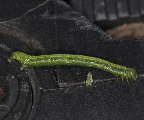7071 Blackberry Looper Caterpillar yard 7-19-14