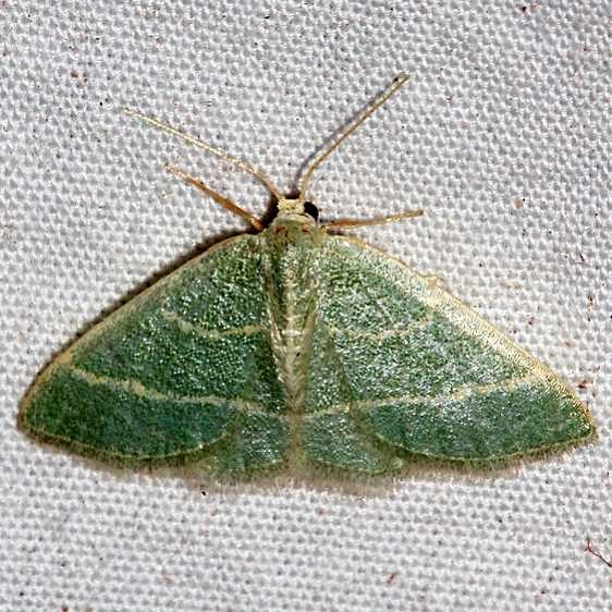 7072 Chlorochlamya triangularis Colorado Natl Monument 6-17-17 (239)_opt