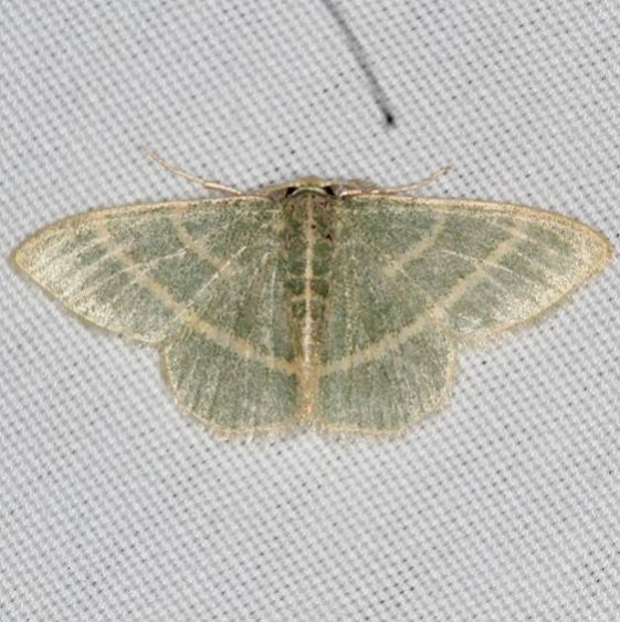 7073 Chlorochlamys appellaria Campsite 119 Falcon St Pk Texas 10-24-16_opt