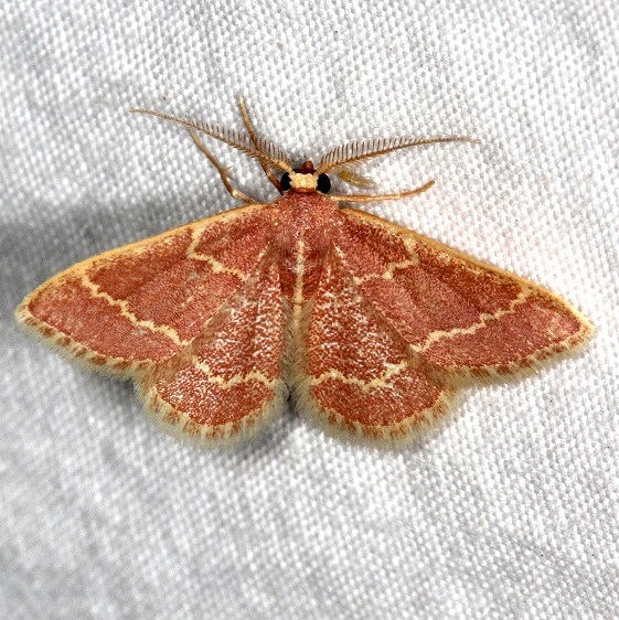 7073 Chlorochlamys appellaria male BG Moab RV Resort Moab Utah 6-4-17