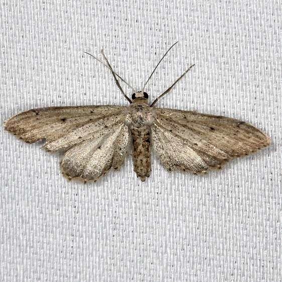 7086 Eumacrodes yponomeutaria NABA Gardens Texas 11-3-13_opt