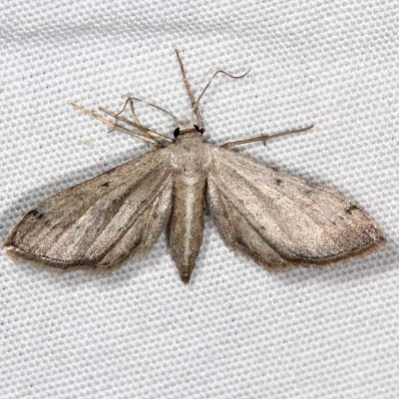 7087 Euacidalia sericearia Campsite 119 Falcon St Pk 10-22-16_opt