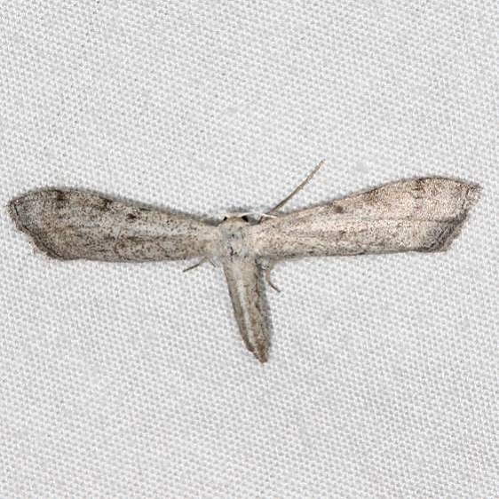 7087 Euacidalia sericearia Fool Hollow St Pk Ariz 5-24-17 (22)_opt