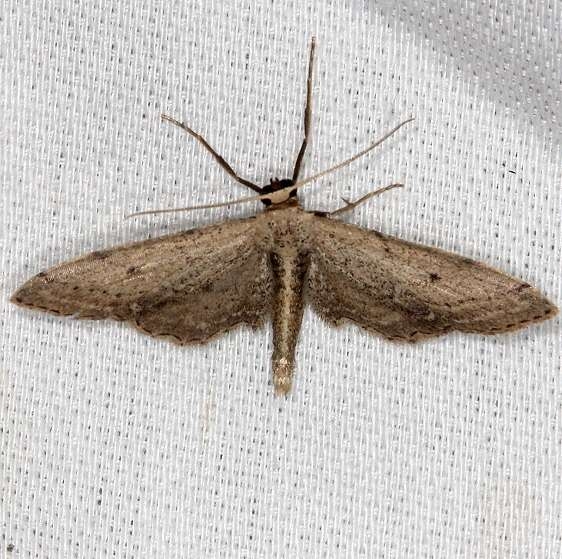 7089 Euacidalia quakerata NABA Gardens Mission, Texas 11-4-13_opt
