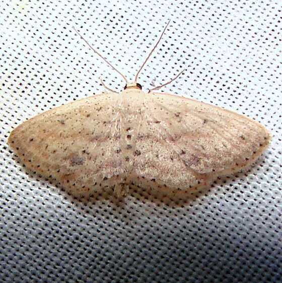 7094 Drab Brown Wave Moth Lobocleta ossularia Everglades Nike missle and Research Rd junction Fl 2-28-12