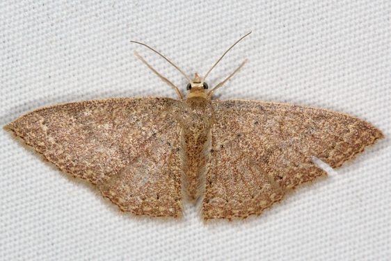 7095 Lobococleta granitaria Campsite 119 Falcon St Pk Texas 10-27-16_opt
