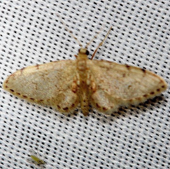 7102 Idaea bonifata Pineland Everglades Natl Pk 3-8-13