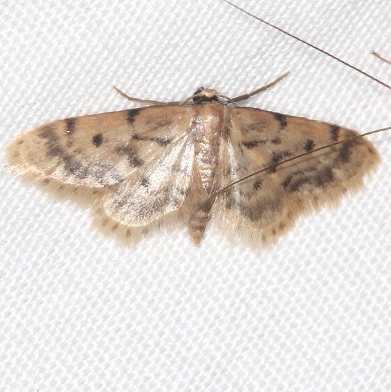 7102 Idaea bonifata Warriors Path St Pk Tenn 9-9-20