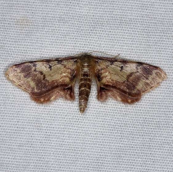 7108 Notched-winged Wave Moth Burr Oak St Pk at cabins Oh 6-27-14