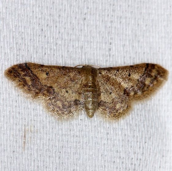 7109 Idaea celtima NABA Gardens Mission Texas 11-4-13