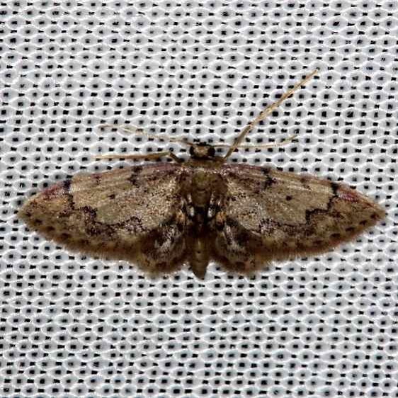 7109 Idaea celtima Pineland Everglades 2-18-14