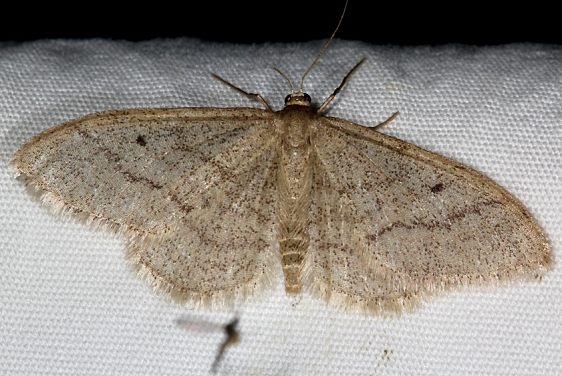 7112 Idaea productata BG Devil's Canyon Manti-La Sal Natl Forest Utah 6-8-17 (32)_opt