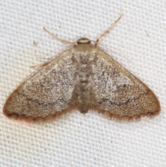 7112 Idaea productata Campsite 119 Falcon St Pk Texas 10-28-16_opt