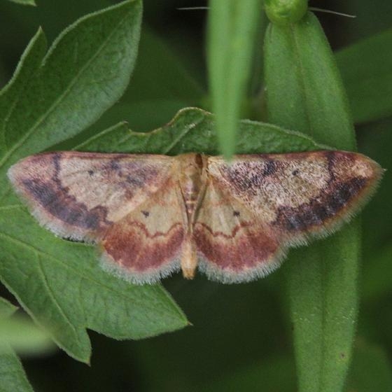 7114 Red-bordered Wave Moth Sandy Pt Scioto Co Oh 8-11-13