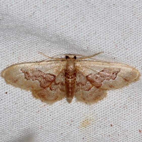 7116 idaea gemmata Colorado NAtl Monument 6-17-17 (241)_opt