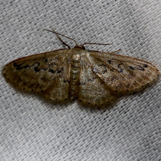 7118 Hill's Wave Moth Alexander Springs Ocala Natl Forest 3-18-13