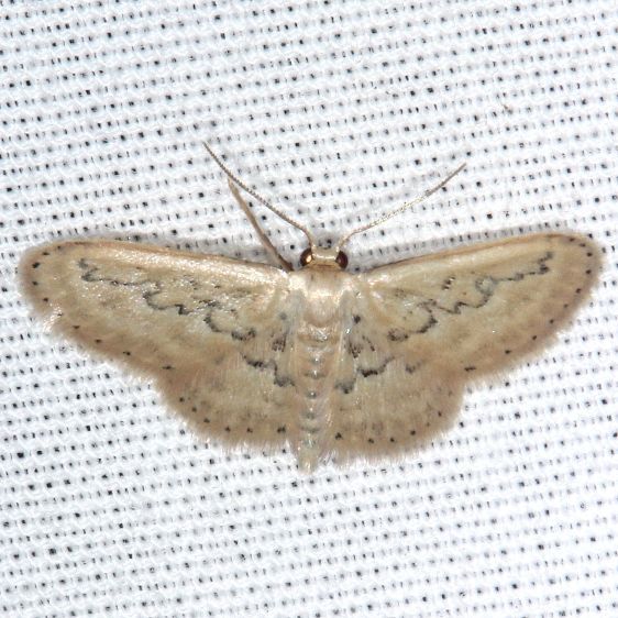 7118-Hills-Wave-Tomoka-St-Pk-Fl-3-25-25-1