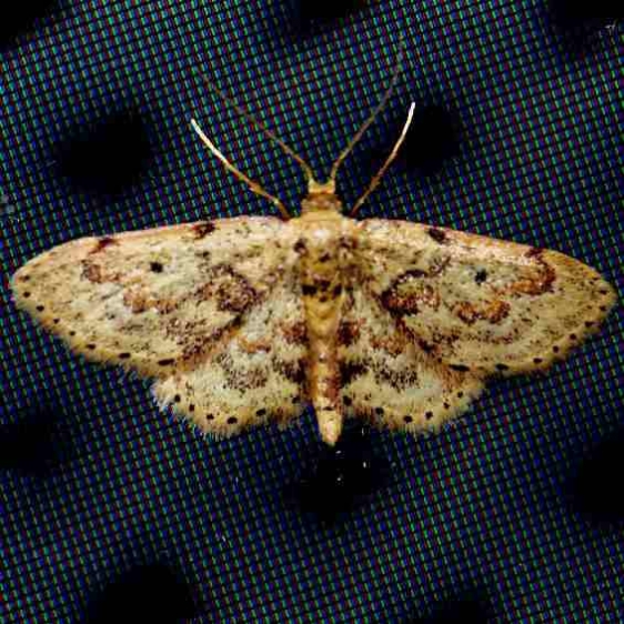 7119 Idaea micropterata tentative Lake Kissimmee St Pk Fl 2-28-13