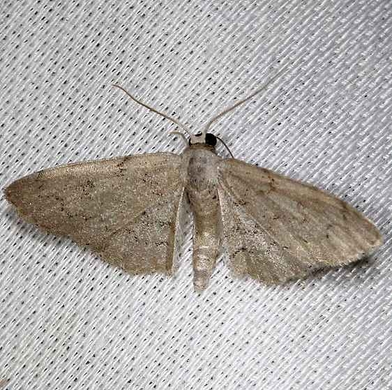 7120 Idaea violacearia Alexander Springs Ocala Natl Forest 3-18-13_opt